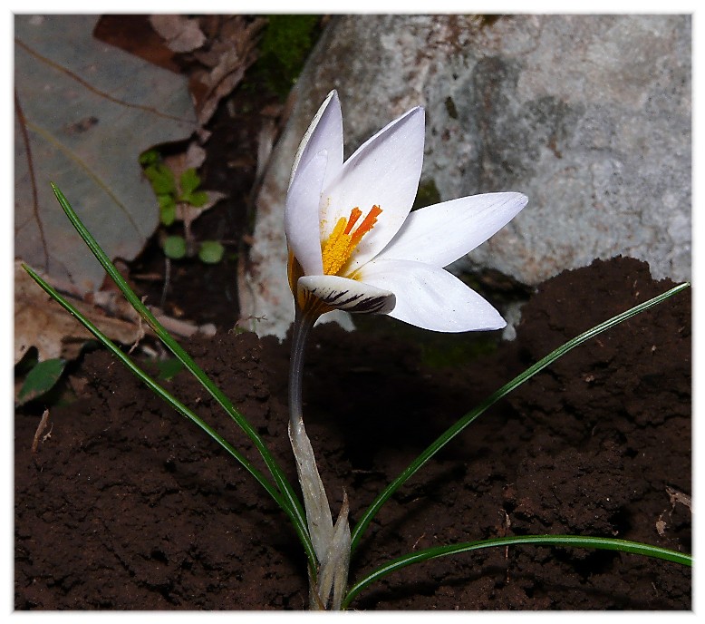E'' arrivata  primavera.-Crocus biflorus e  Anemone hortensis
